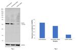 Active/Pro-Caspase 3 Antibody in Western Blot (WB)