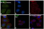 M-CSF Antibody in Immunocytochemistry (ICC/IF)