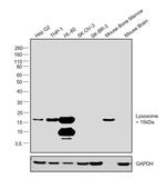 Lysozyme Antibody