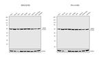 HSP60 Antibody