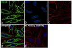 HSP60 Antibody in Immunocytochemistry (ICC/IF)