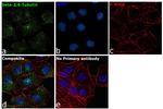 beta Tubulin 2,4 Antibody in Immunocytochemistry (ICC/IF)