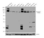 CD304 (Neuropilin-1) Antibody in Western Blot (WB)