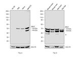 JNK2 Antibody