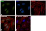 JNK2 Antibody in Immunocytochemistry (ICC/IF)