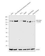 CD51 Antibody