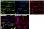 CD51 Antibody in Immunocytochemistry (ICC/IF)