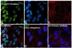 ISL1 Antibody in Immunocytochemistry (ICC/IF)