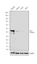 ISL1 Antibody in Western Blot (WB)