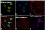 WT1 Antibody in Immunocytochemistry (ICC/IF)