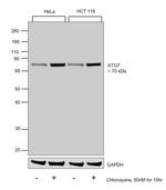 ATG7 Antibody in Western Blot (WB)