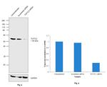 TCF7L2 Antibody in Western Blot (WB)