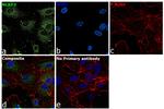 NLRP3 Antibody in Immunocytochemistry (ICC/IF)