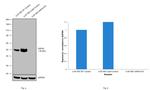 GAP43 Antibody in Western Blot (WB)