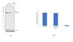 COX1 Antibody in Western Blot (WB)