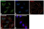 IkB beta Antibody in Immunocytochemistry (ICC/IF)