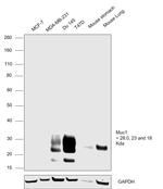 MUC1 Antibody