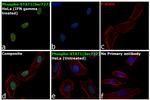 Phospho-STAT1 (Ser727) Antibody