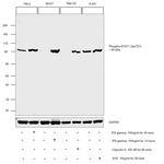 Phospho-STAT1 (Ser727) Antibody