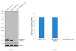 DJ-1 Antibody in Western Blot (WB)