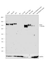 ACE2 Antibody