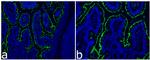 ACE2 Antibody in Immunocytochemistry (ICC/IF)