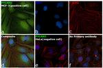 PYCARD Antibody in Immunocytochemistry (ICC/IF)