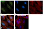 Bcl-10 Antibody in Immunocytochemistry (ICC/IF)