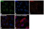 MKK7 Antibody in Immunocytochemistry (ICC/IF)