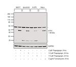 ATF4 Antibody in Western Blot (WB)