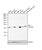 14-3-3 sigma Antibody