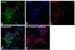 CDK9 Antibody in Immunocytochemistry (ICC/IF)