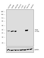 PAX6 Antibody