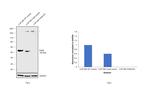 PAX6 Antibody in Western Blot (WB)