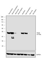 PAX6 Antibody in Western Blot (WB)