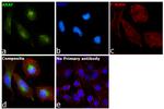 A-Raf Antibody in Immunocytochemistry (ICC/IF)