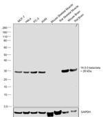 14-3-3 beta/zeta Antibody