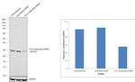 14-3-3 beta/zeta Antibody