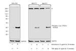 Phospho-c-Jun (Thr91) Antibody in Western Blot (WB)