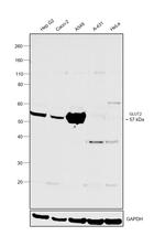 GLUT2 Antibody in Western Blot (WB)