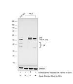 Carbonic Anhydrase IX Antibody in Western Blot (WB)