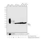 SOD2 (MnSOD) Antibody in Western Blot (WB)