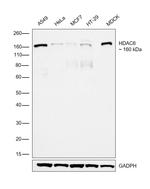 HDAC6 Antibody in Western Blot (WB)