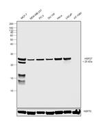 HSP27 Antibody