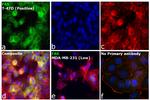 Fas Antibody