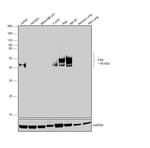 Fas Antibody in Western Blot (WB)