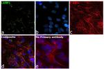 CD107a (LAMP-1) Antibody in Immunocytochemistry (ICC/IF)