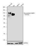 CD107a (LAMP-1) Antibody in Western Blot (WB)