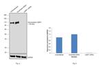 CD107a (LAMP-1) Antibody in Western Blot (WB)