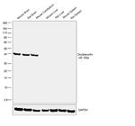 Doublecortin Antibody in Western Blot (WB)